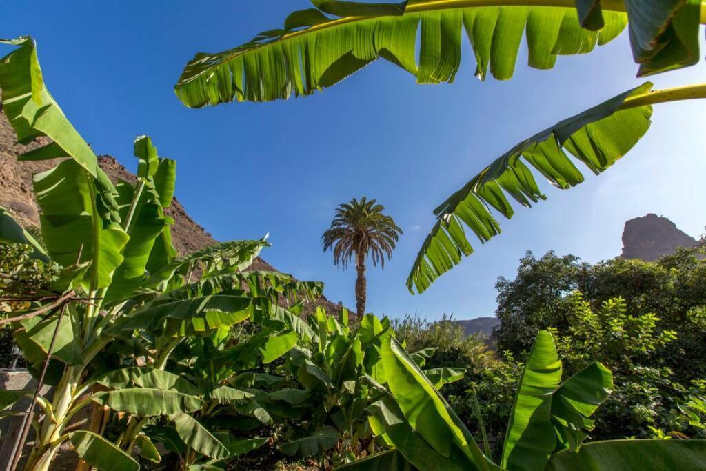 Vivienda Vacacional La Finca Los Palmitos المظهر الخارجي الصورة